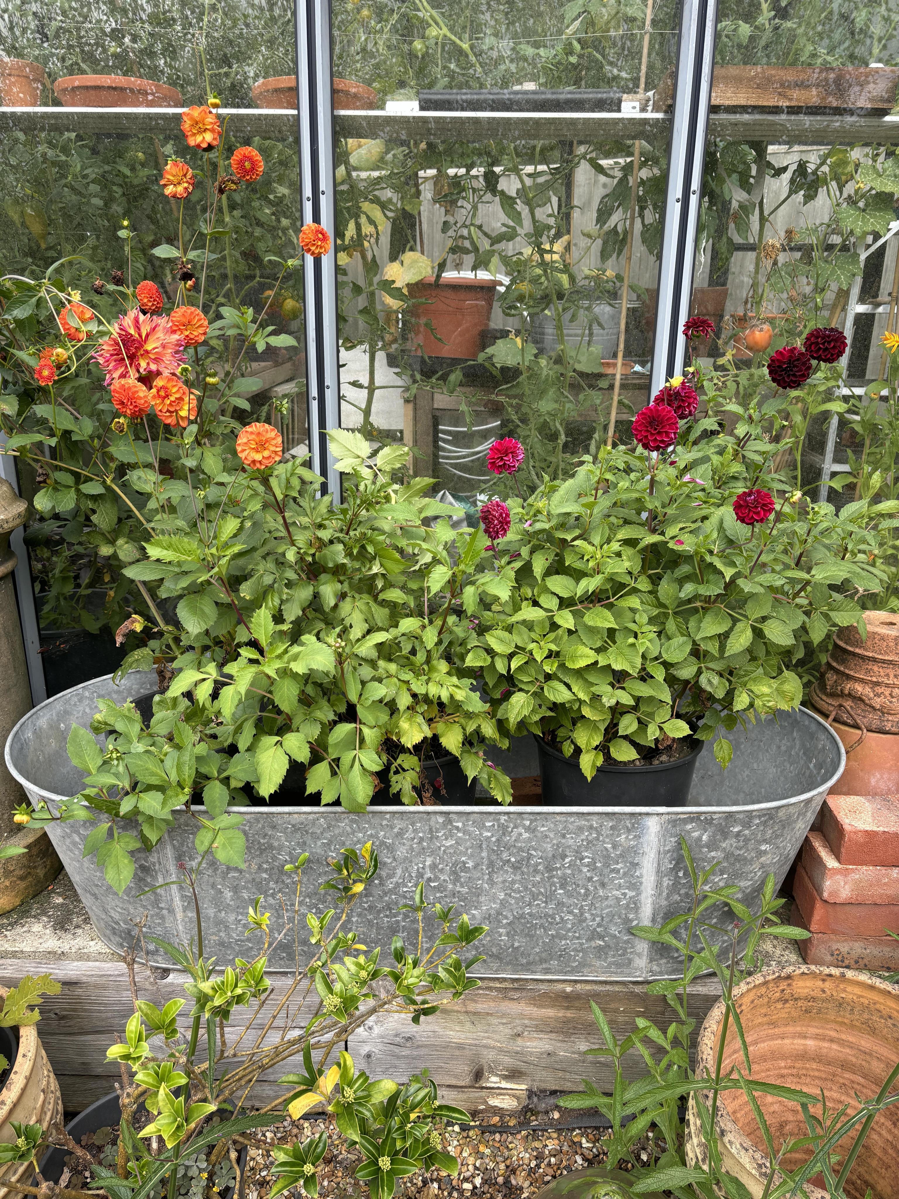 Two galvanised baths / tubs, 136cm and 104cm, planting removed, Condition - weathered otherwise good, smaller is drilled